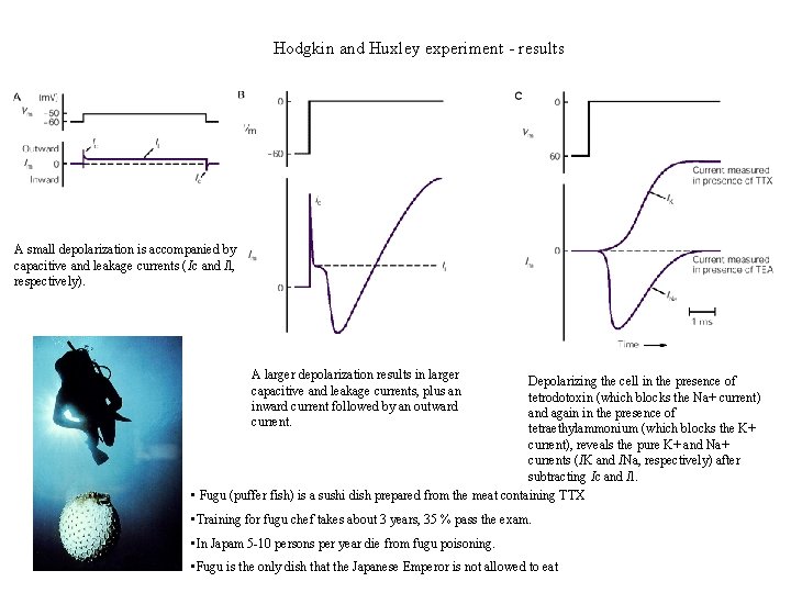 Hodgkin and Huxley experiment - results A small depolarization is accompanied by capacitive and