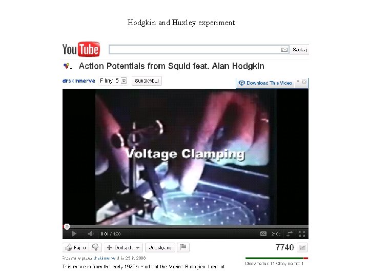 Hodgkin and Huxley experiment 