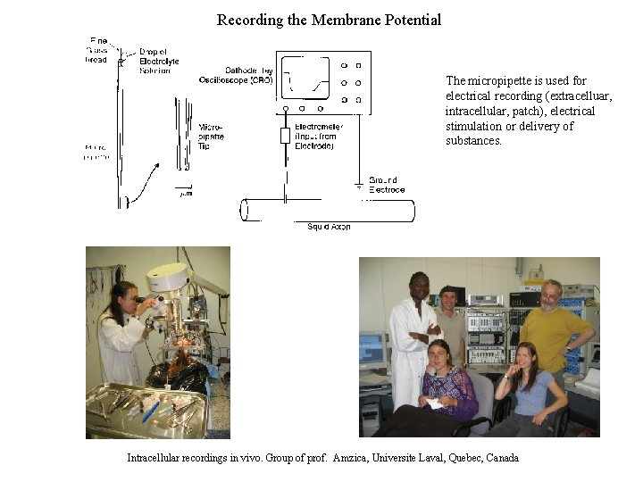 Recording the Membrane Potential The micropipette is used for electrical recording (extracelluar, intracellular, patch),