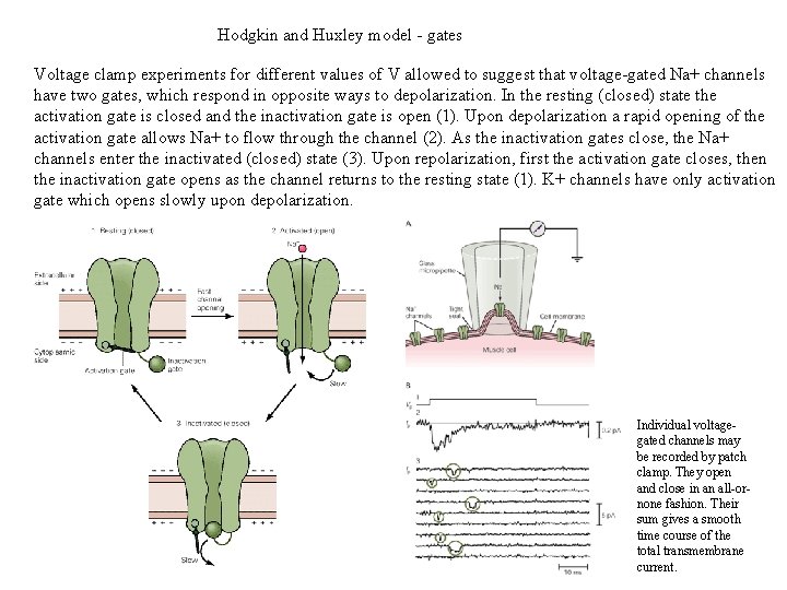 Hodgkin and Huxley model - gates Voltage clamp experiments for different values of V