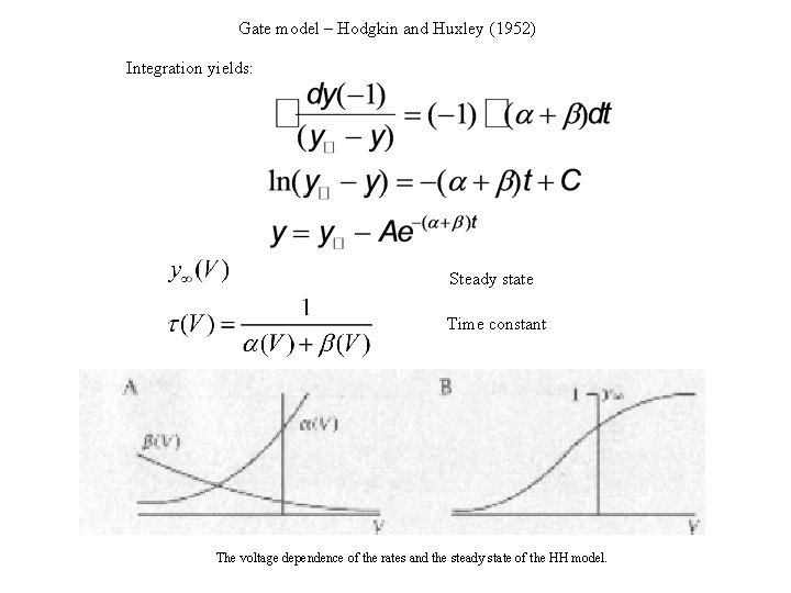 Gate model – Hodgkin and Huxley (1952) Integration yields: Steady state Time constant The