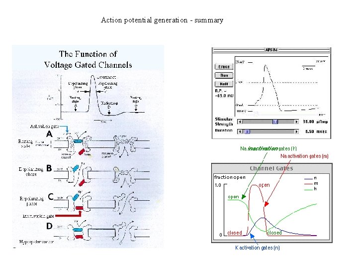 Action potential generation - summary 