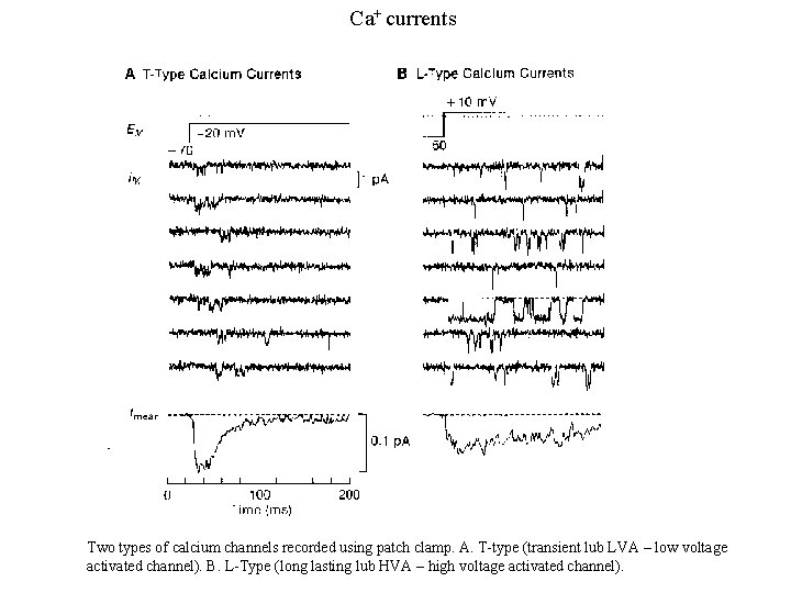 Ca+ currents Two types of calcium channels recorded using patch clamp. A. T-type (transient