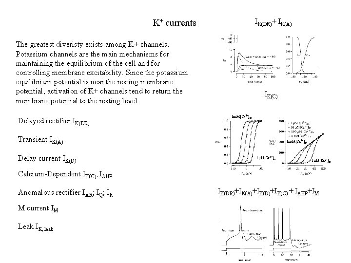 IK(DR)+ IK(A) K+ currents The greatest diveristy exists among K+ channels. Potassium channels are