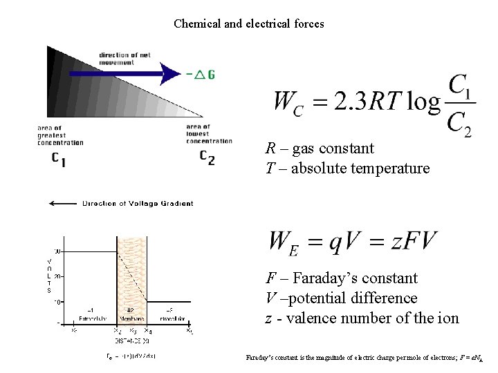 Chemical and electrical forces R – gas constant T – absolute temperature F –