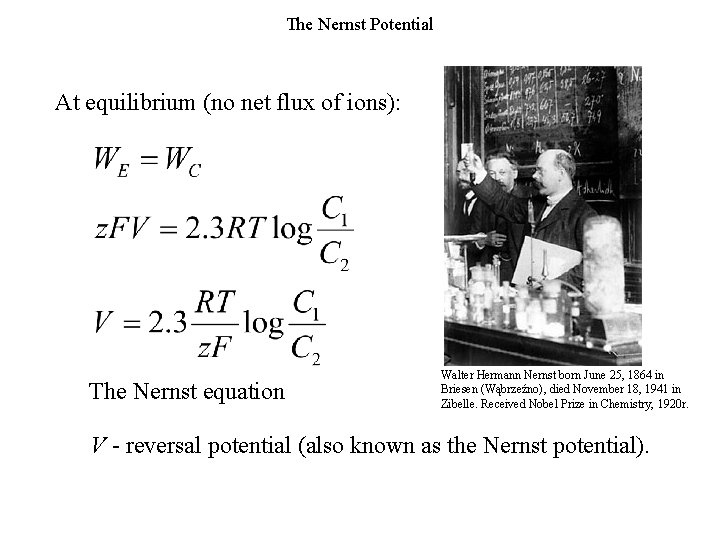 The Nernst Potential At equilibrium (no net flux of ions): The Nernst equation Walter