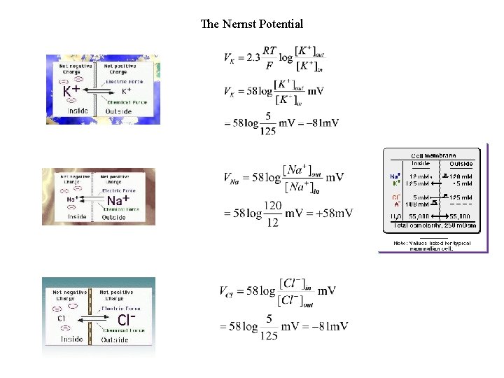 The Nernst Potential 
