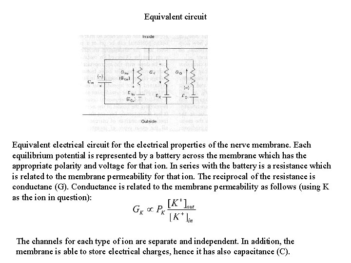 Equivalent circuit Equivalent electrical circuit for the electrical properties of the nerve membrane. Each