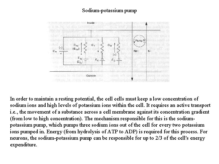 Sodium-potassium pump In order to maintain a resting potential, the cells must keep a