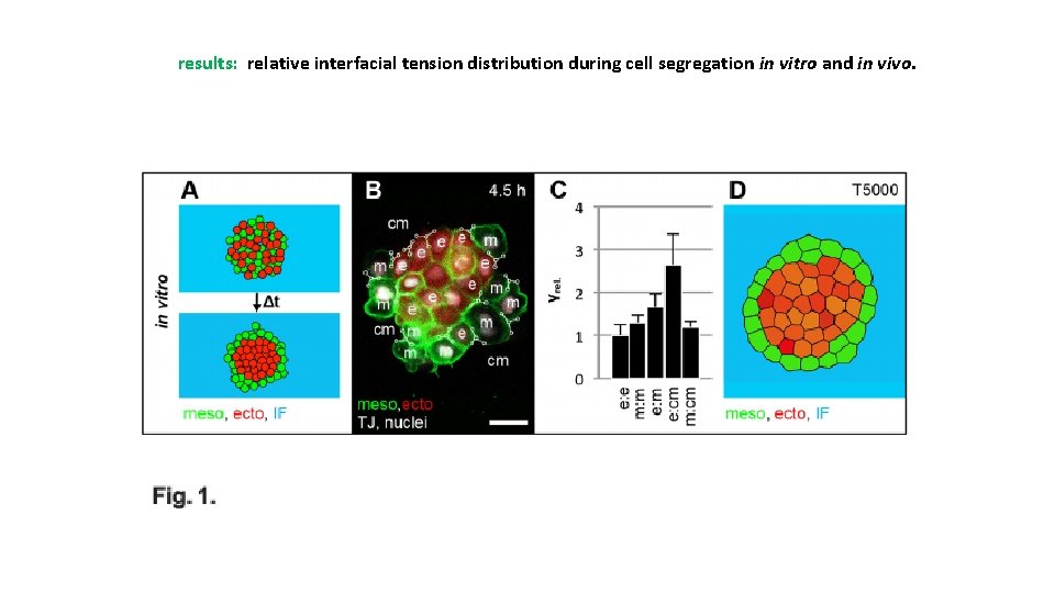 results: relative interfacial tension distribution during cell segregation in vitro and in vivo. 