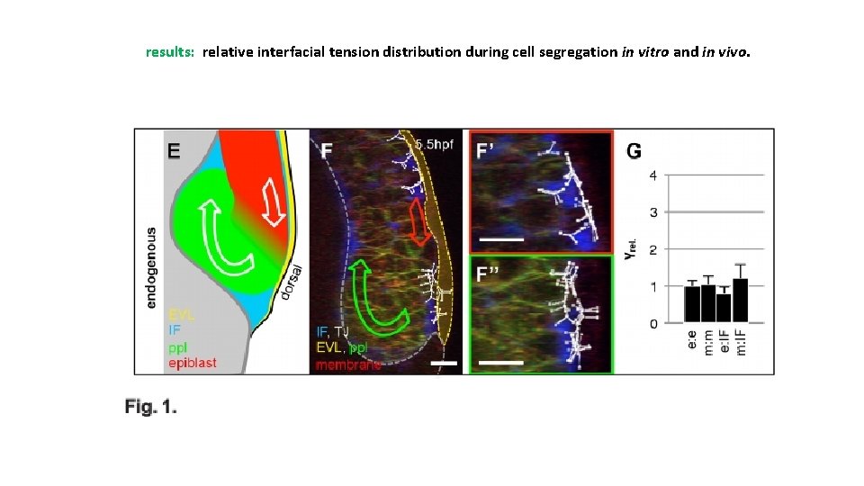 results: relative interfacial tension distribution during cell segregation in vitro and in vivo. 