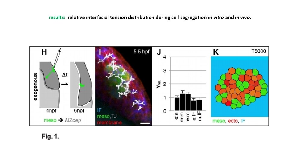 results: relative interfacial tension distribution during cell segregation in vitro and in vivo. 