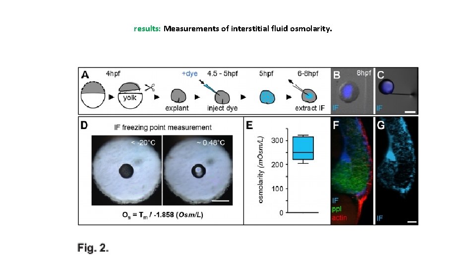 results: Measurements of interstitial fluid osmolarity. 