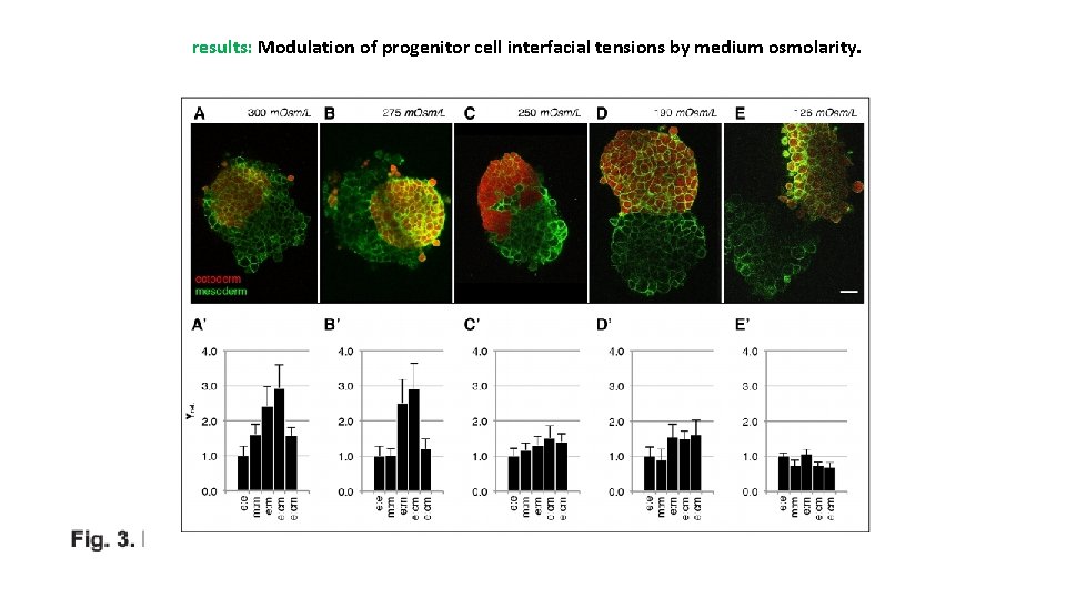 results: Modulation of progenitor cell interfacial tensions by medium osmolarity. 