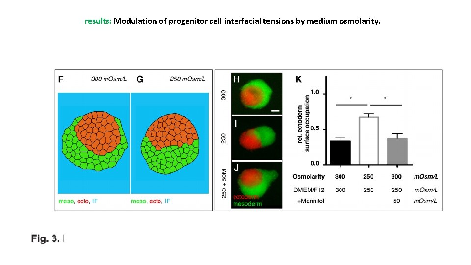 results: Modulation of progenitor cell interfacial tensions by medium osmolarity. 