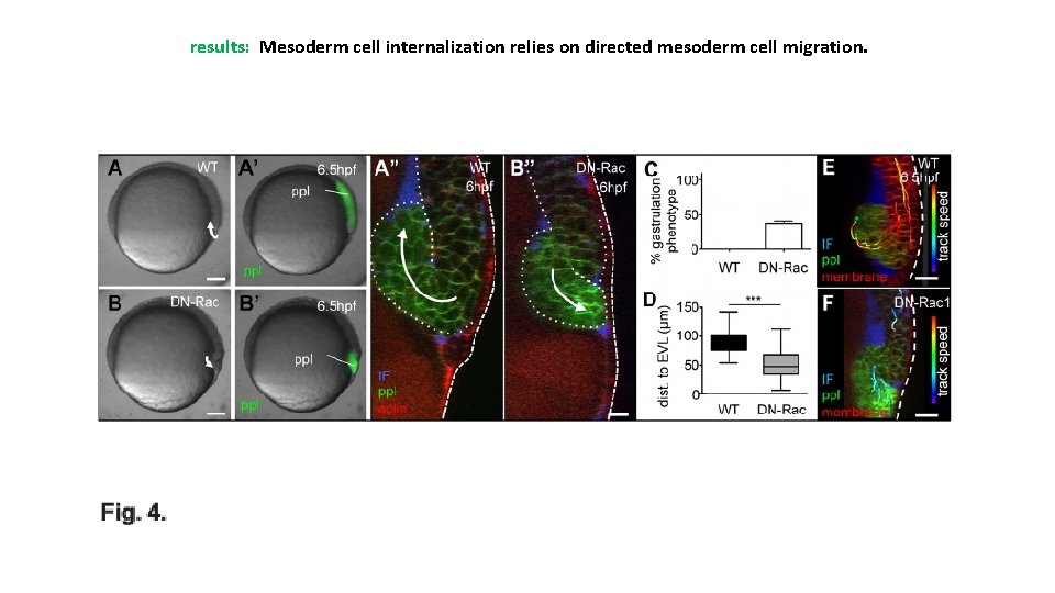 results: Mesoderm cell internalization relies on directed mesoderm cell migration. 