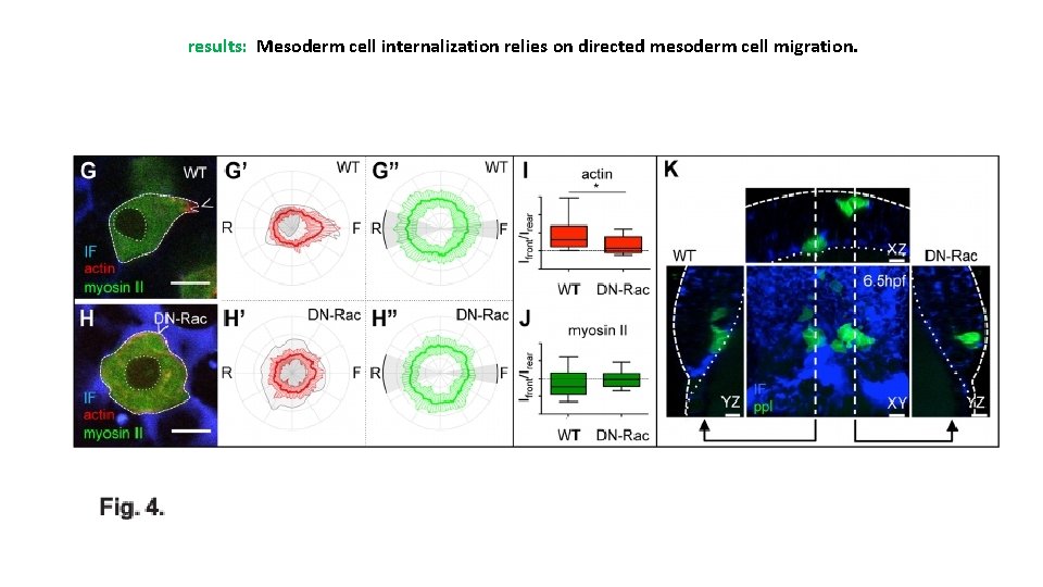 results: Mesoderm cell internalization relies on directed mesoderm cell migration. 