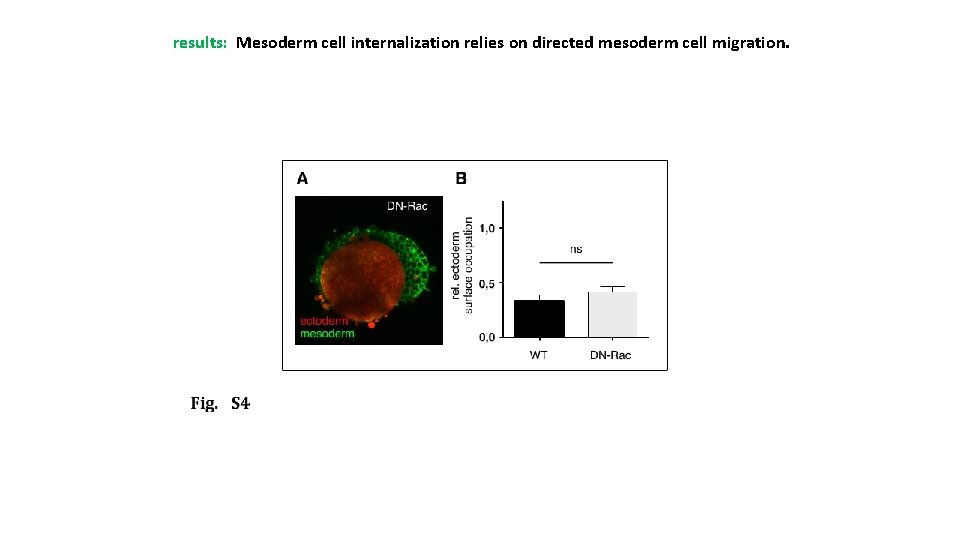 results: Mesoderm cell internalization relies on directed mesoderm cell migration. 