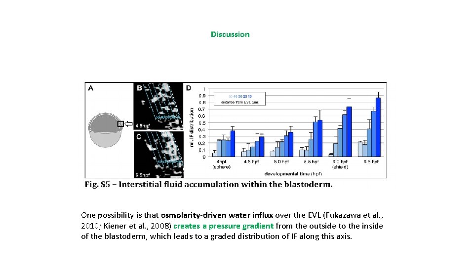 Discussion One possibility is that osmolarity-driven water influx over the EVL (Fukazawa et al.
