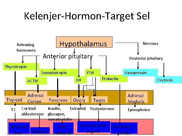 Kelenjer-Hormon-Target Sel Releasing hormones Hypothalamus Nervous Anterior pituitary Posterior pituitary Thyrotropin Somatotropin LH ACTH