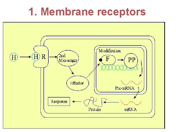 1. Membrane receptors 