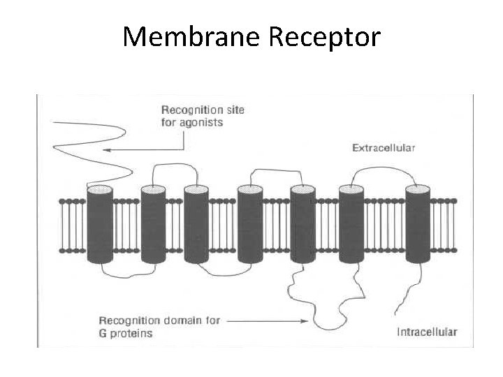 Membrane Receptor 