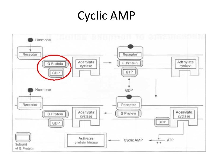 Cyclic AMP 