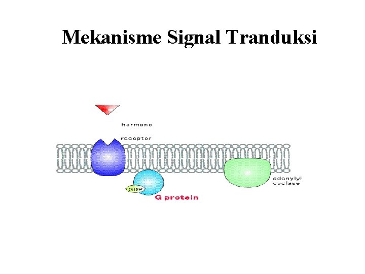 Mekanisme Signal Tranduksi 