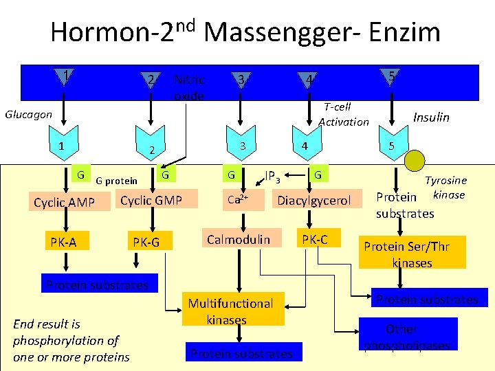 Hormon-2 nd Massengger- Enzim 1 2 3 Nitric oxide T-cell Activation Glucagon 1 3