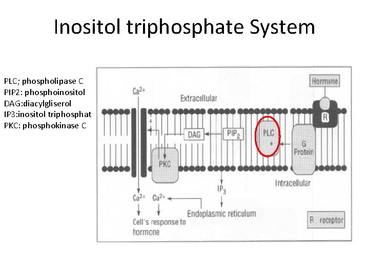 Inositol triphosphate System PLC; phospholipase C PIP 2: phosphoinositol DAG: diacylgliserol IP 3: inositol