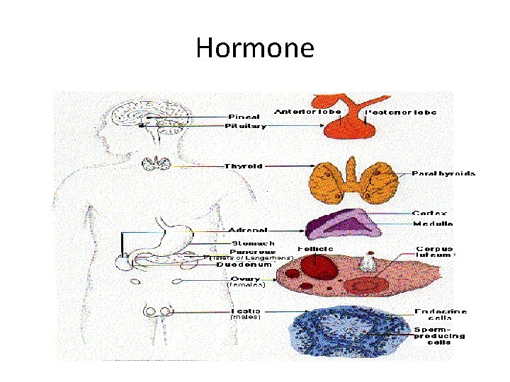 Hormone 