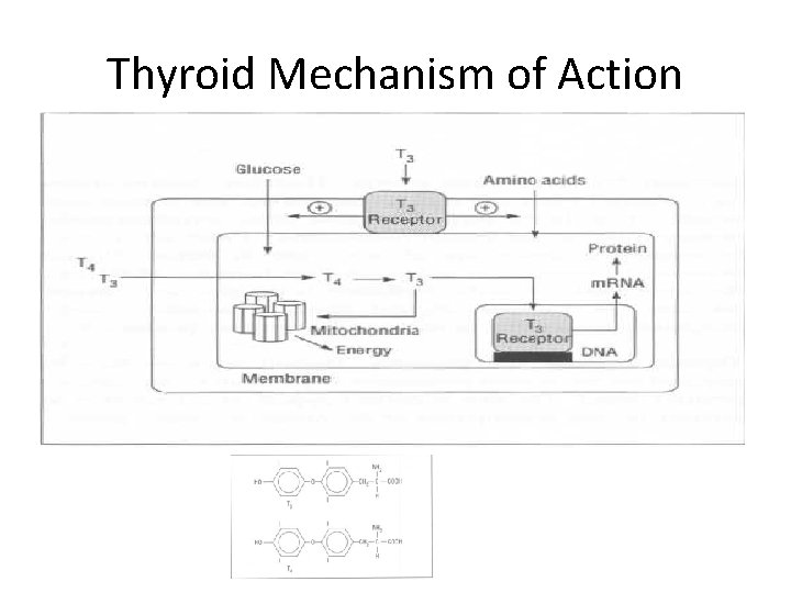 Thyroid Mechanism of Action 