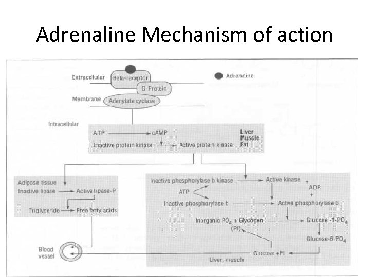 Adrenaline Mechanism of action 