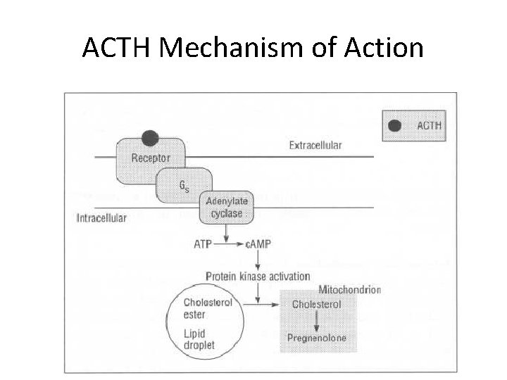 ACTH Mechanism of Action 