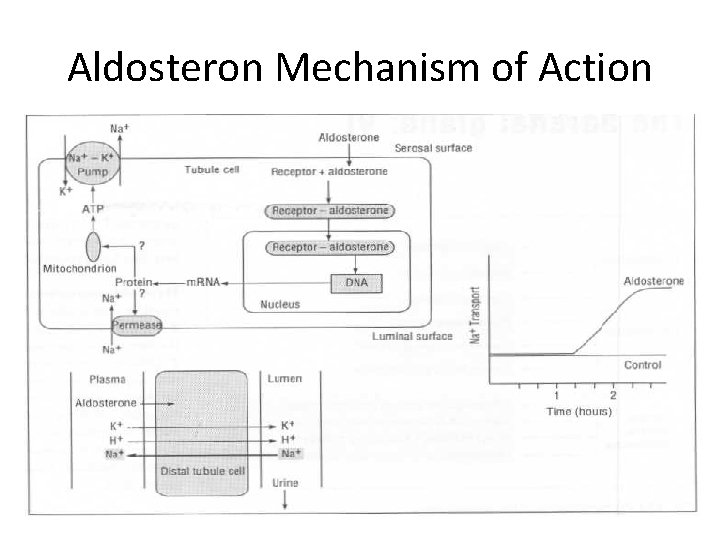 Aldosteron Mechanism of Action 