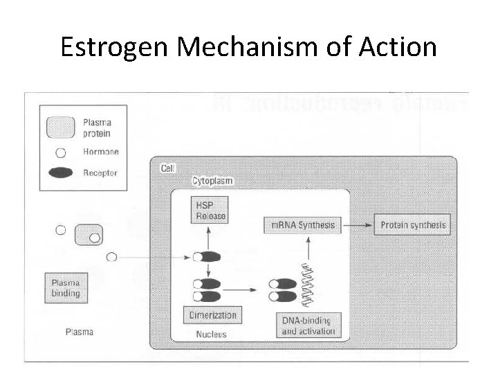 Estrogen Mechanism of Action 