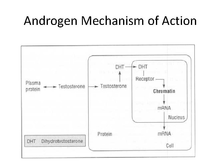 Androgen Mechanism of Action 