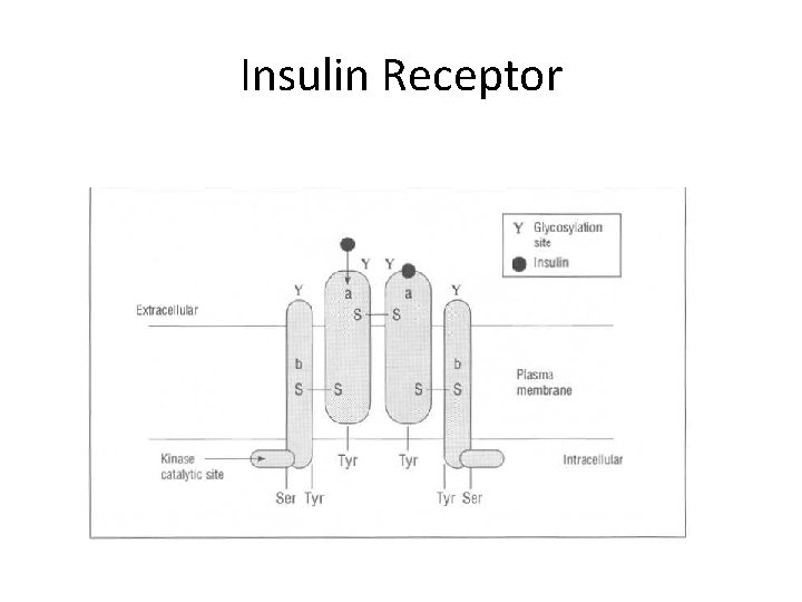 Insulin Receptor 