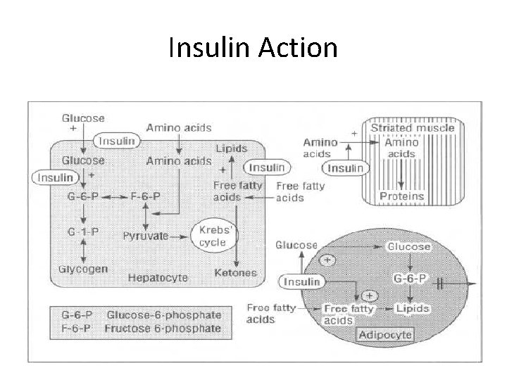 Insulin Action 