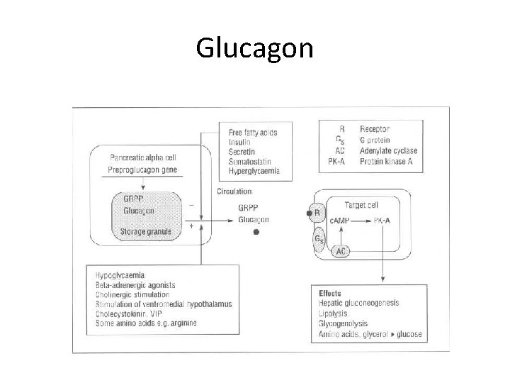 Glucagon 