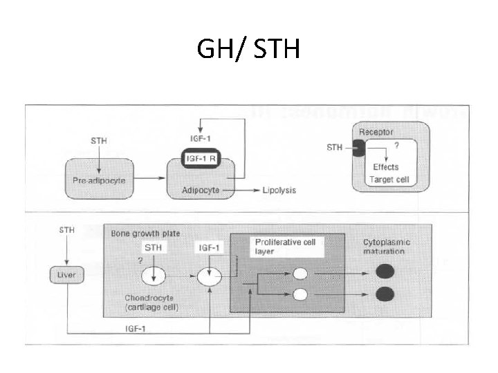 GH/ STH 