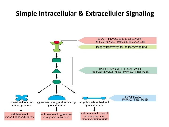 Simple Intracellular & Extracelluler Signaling 