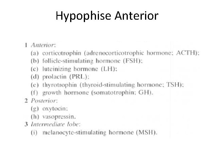 Hypophise Anterior 