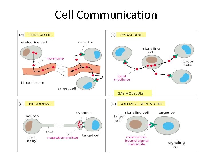 Cell Communication GAS MOLECULE 