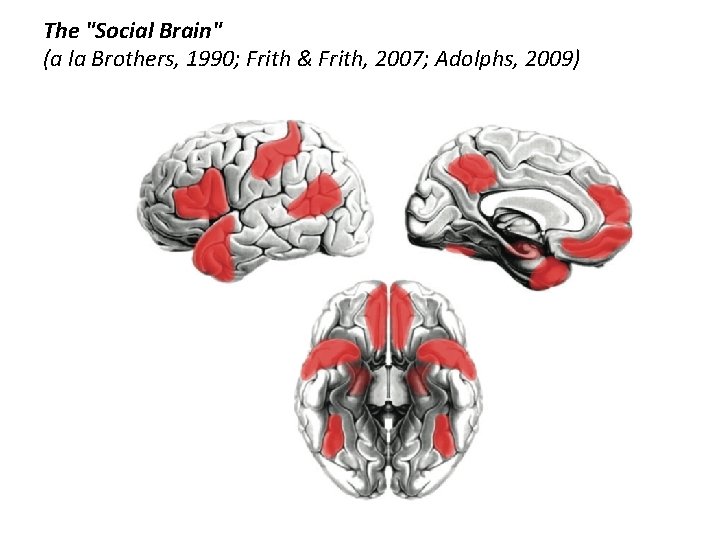 The "Social Brain" (a la Brothers, 1990; Frith & Frith, 2007; Adolphs, 2009) 