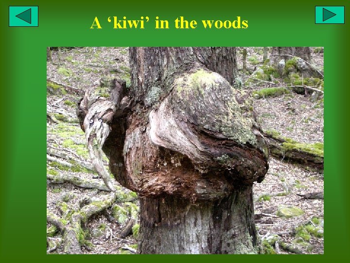 A ‘kiwi’ in the woods 
