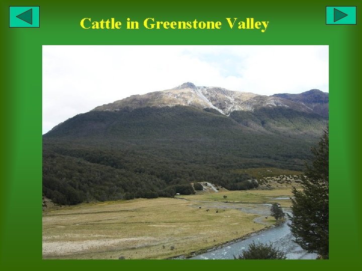 Cattle in Greenstone Valley 