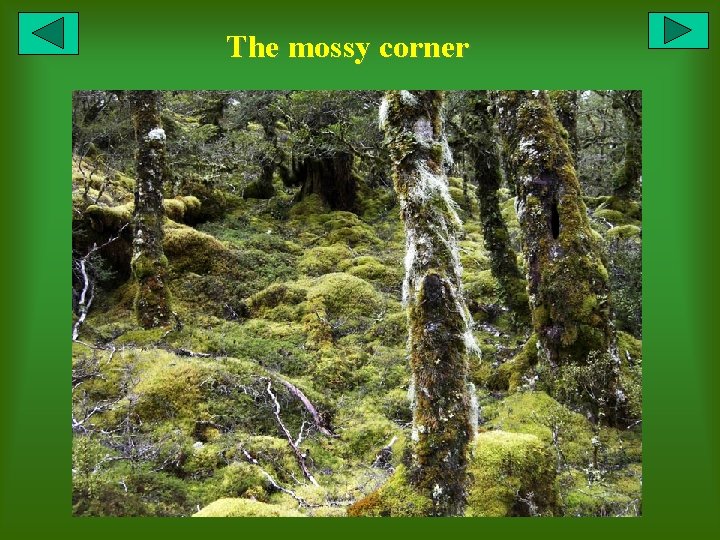 The mossy corner 