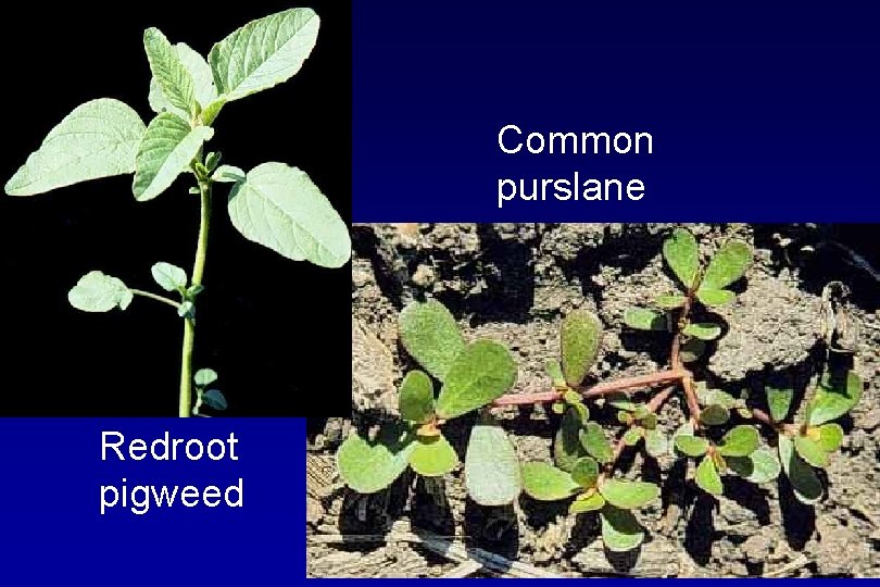 Common purslane Redroot pigweed 
