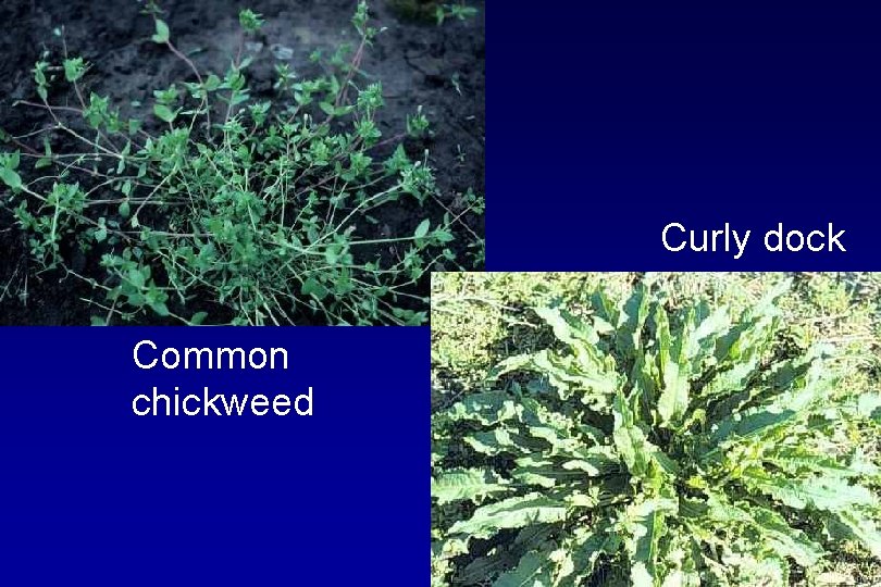 Curly dock Common chickweed 